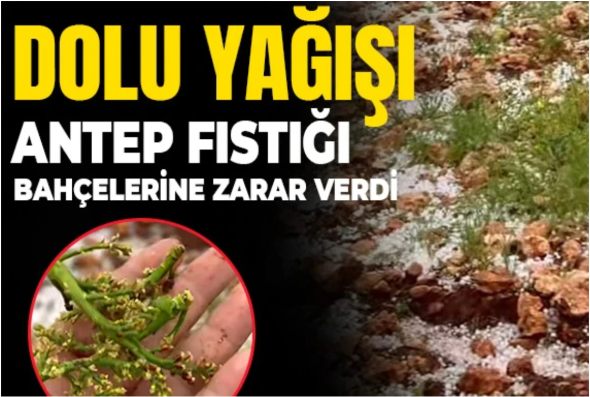  Dolu yağışı Antep fıstığı bah&ccedil;elerine zarar verdi