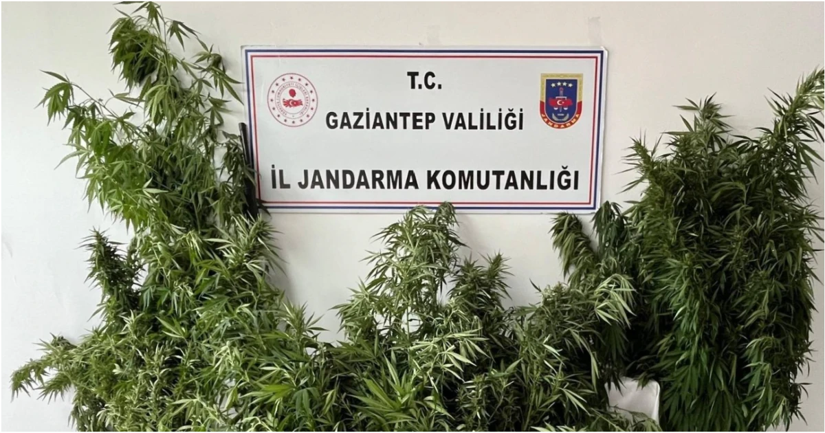 YASADIŞI KENEVİR EKİMİNE JANDARMA OPERASYONU